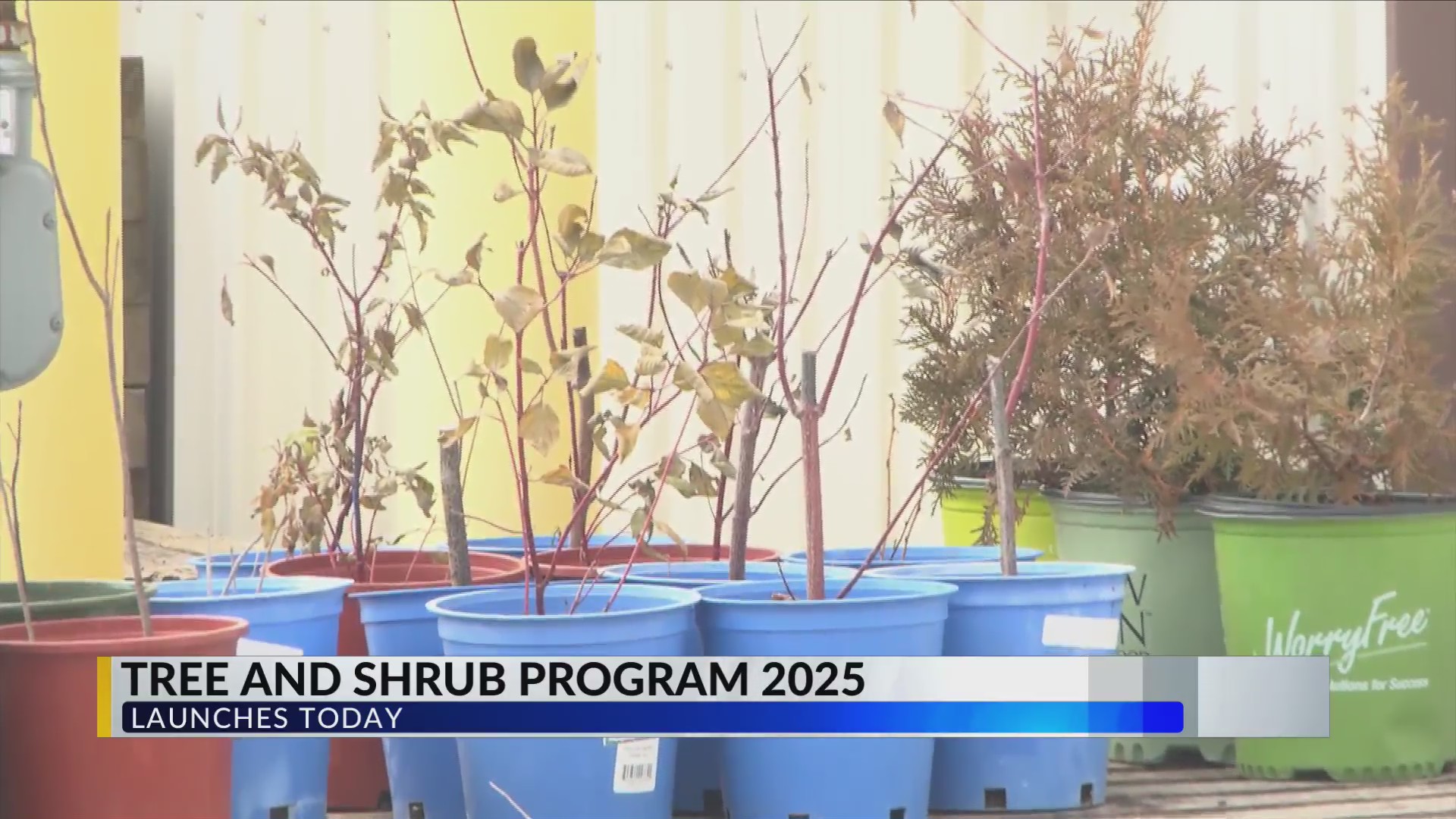 Afforest Rochester Orders open for Monroe County Tree and Shrub Program – RochesterFirst
