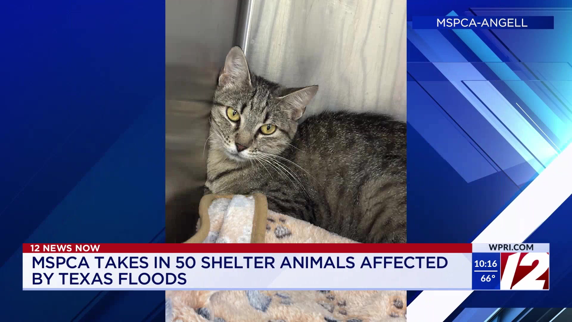 MSPCA taking in cats, dogs affected by Texas floods – WPRI.com