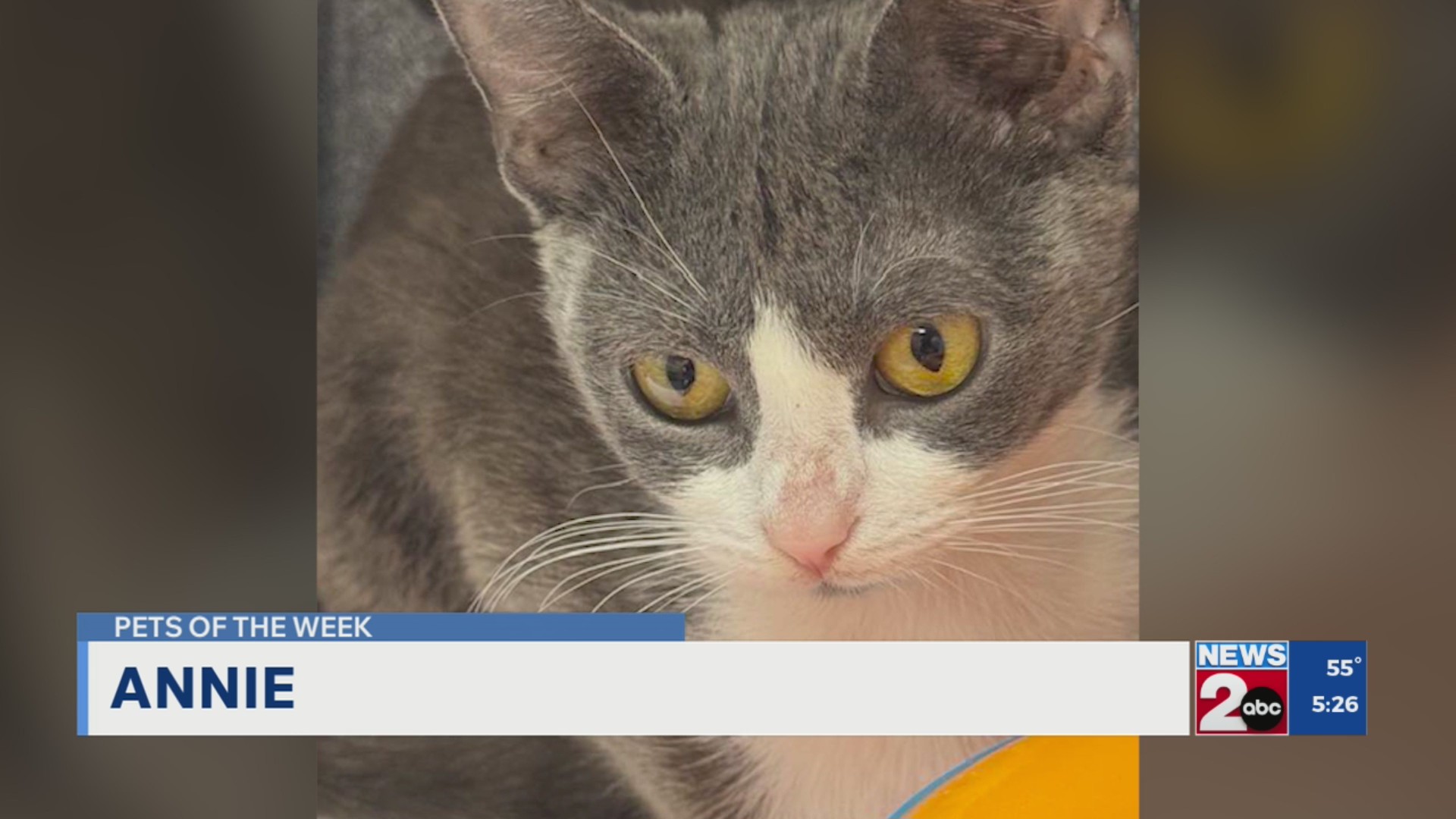 More Pets of the Week for Oct. 14, 2025 – WKRN News 2