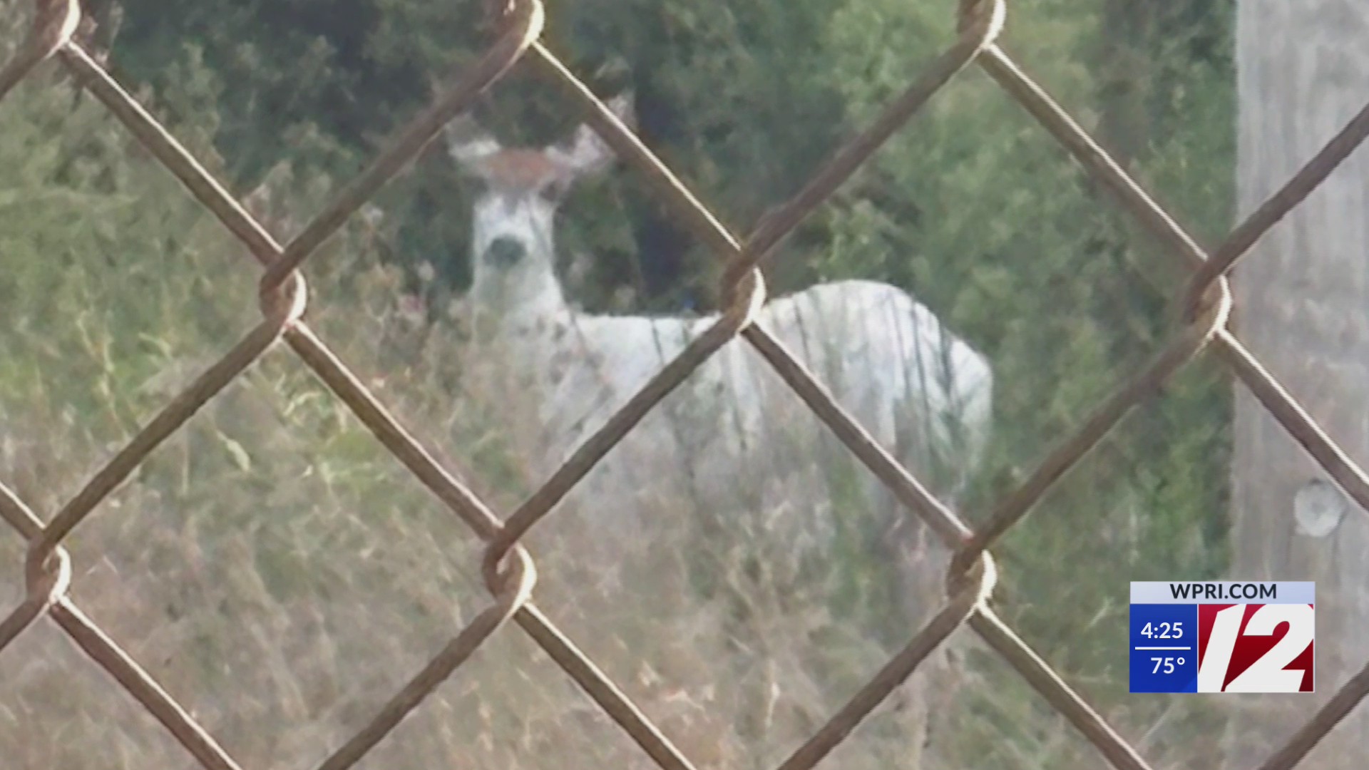 Deer with rare genetic mutation spotted in East Providence – WPRI.com