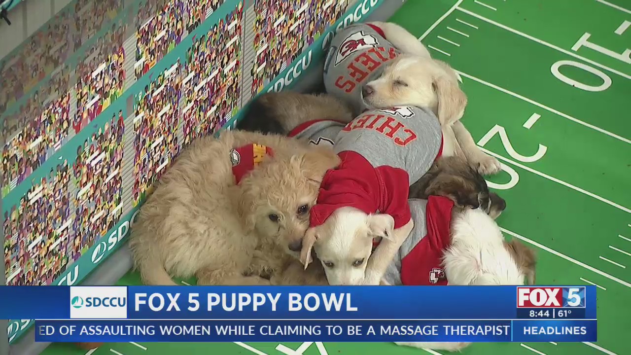 Fox 5 Puppy Bowl 2025 – FOX 5 San Diego & KUSI News