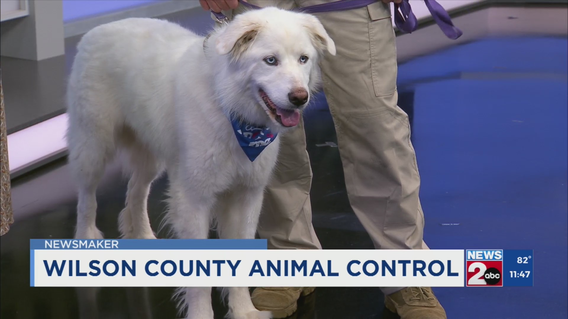 Newsmaker: Wilson County Animal Control – WKRN News 2