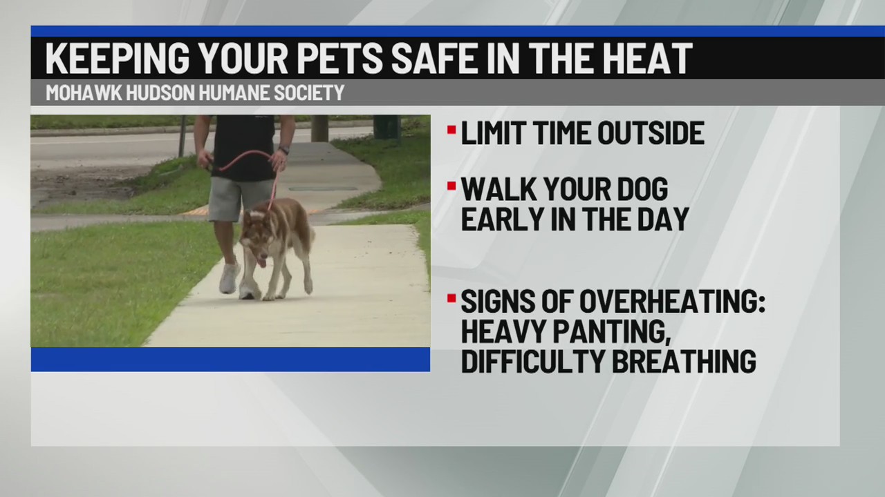 Keeping your pets safe in the extreme heat – NEWS10 ABC