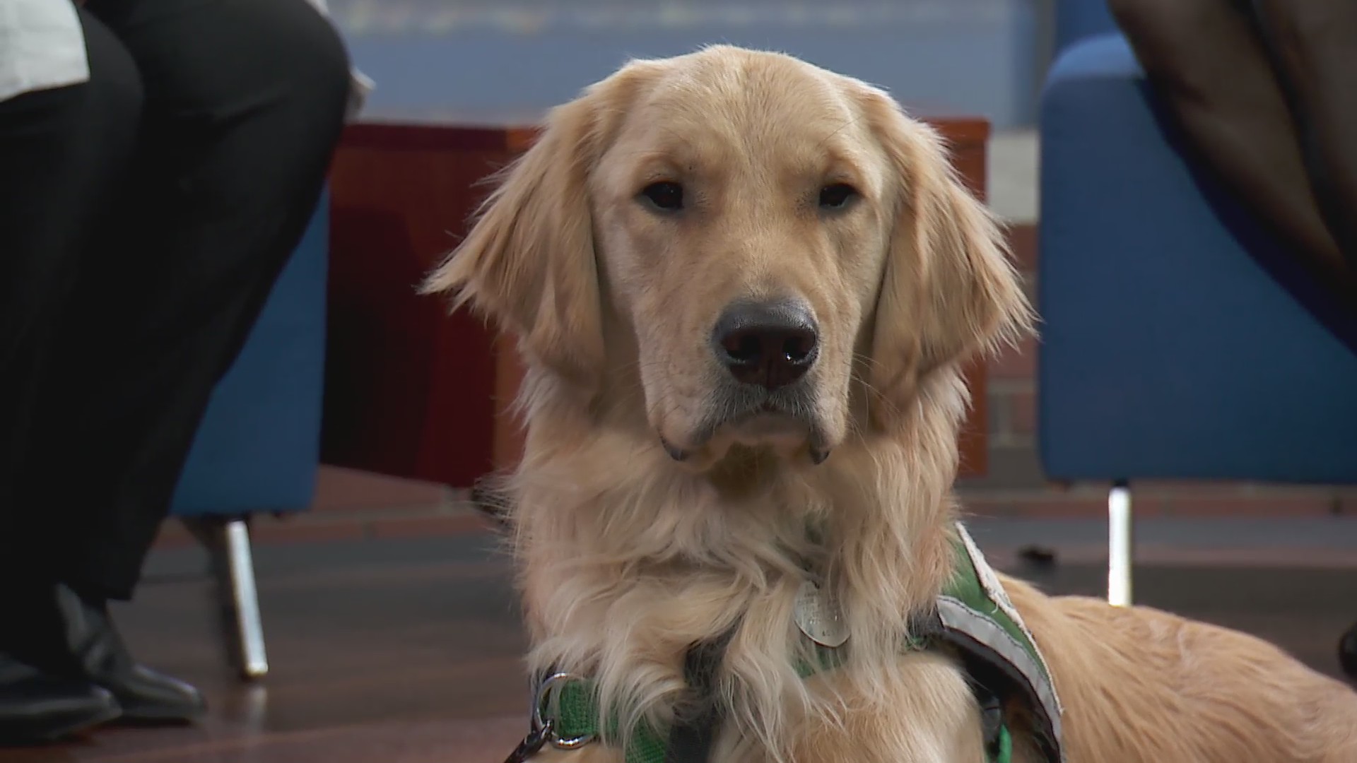 Find out how Hawk, the certified facility dog at Lurie Children’s ...