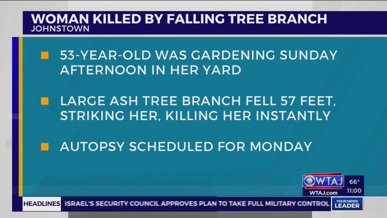 Johnstown woman killed by falling tree branch – WTAJ | Your News Leader