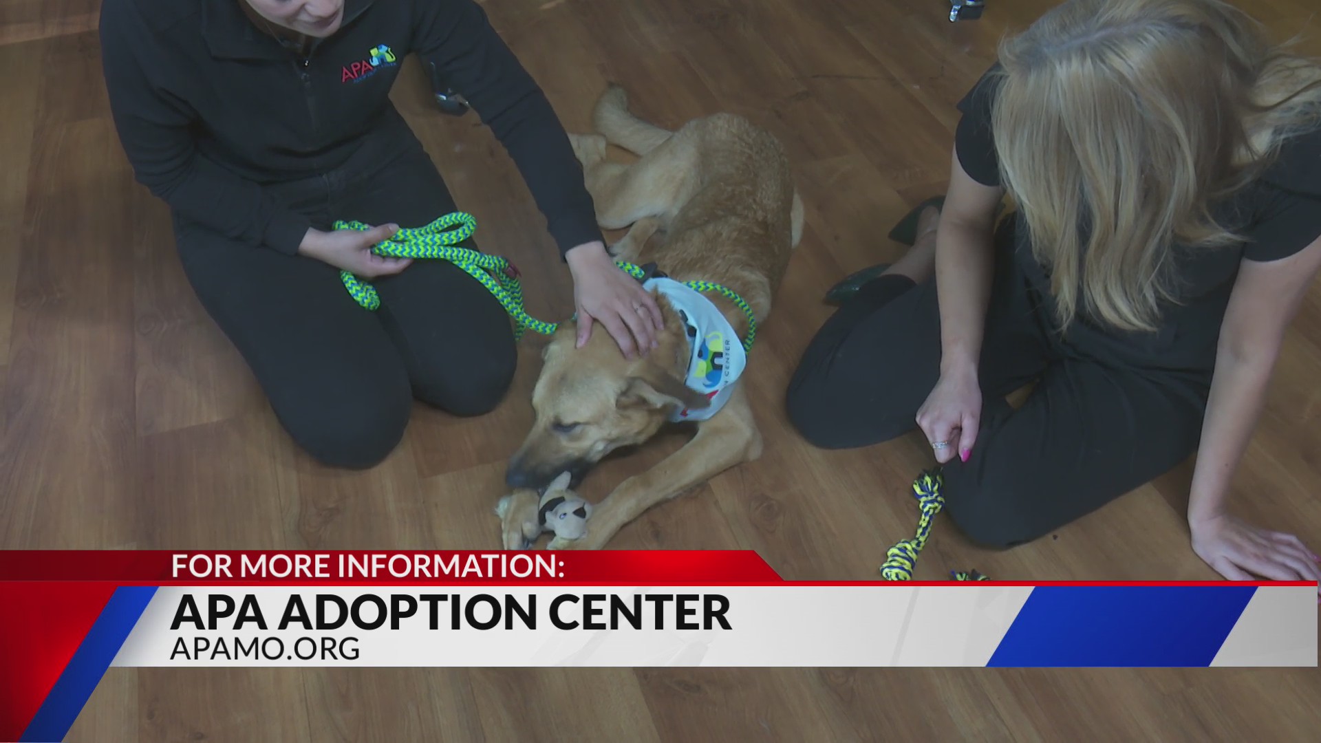 Adopt Wynona the dog – FOX 2