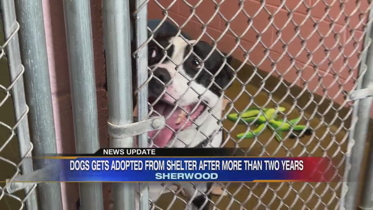 Pit bull mix Hashbrown adopted from Sherwood Animal Shelter after two years KLRT