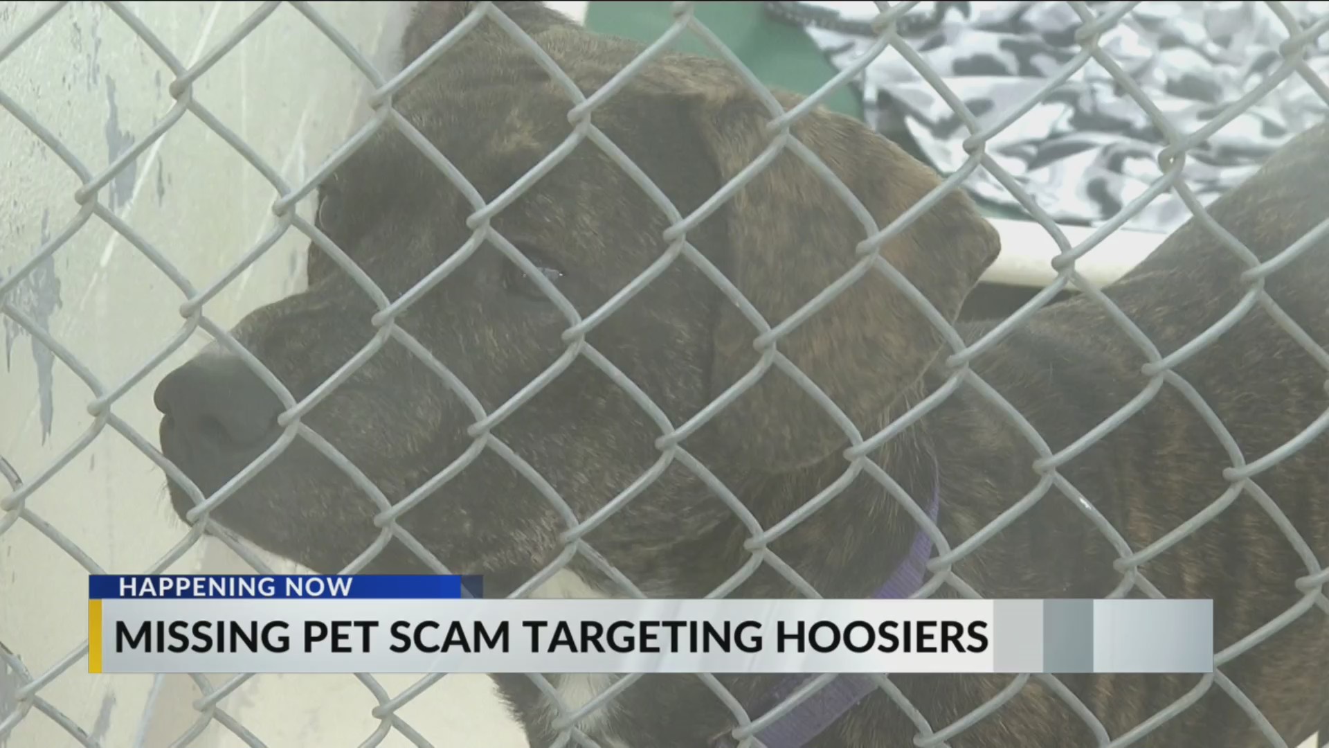 Scammers attacking lost pet owners in Indianapolis