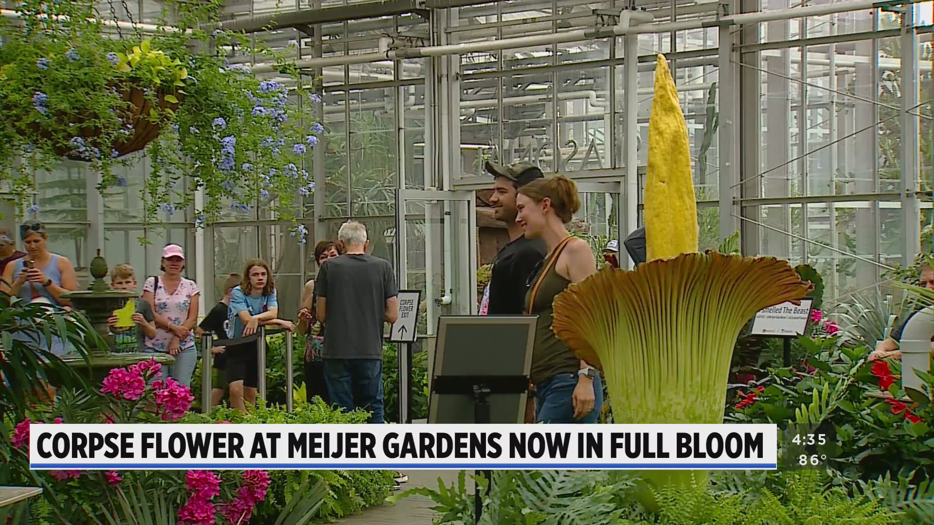 Corpse flower blooms at Meijer Gardens