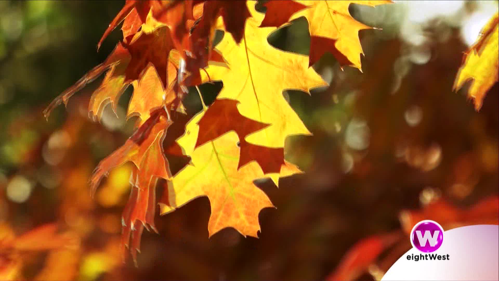Fall is a good time to put plants in the ground – WOODTV.com