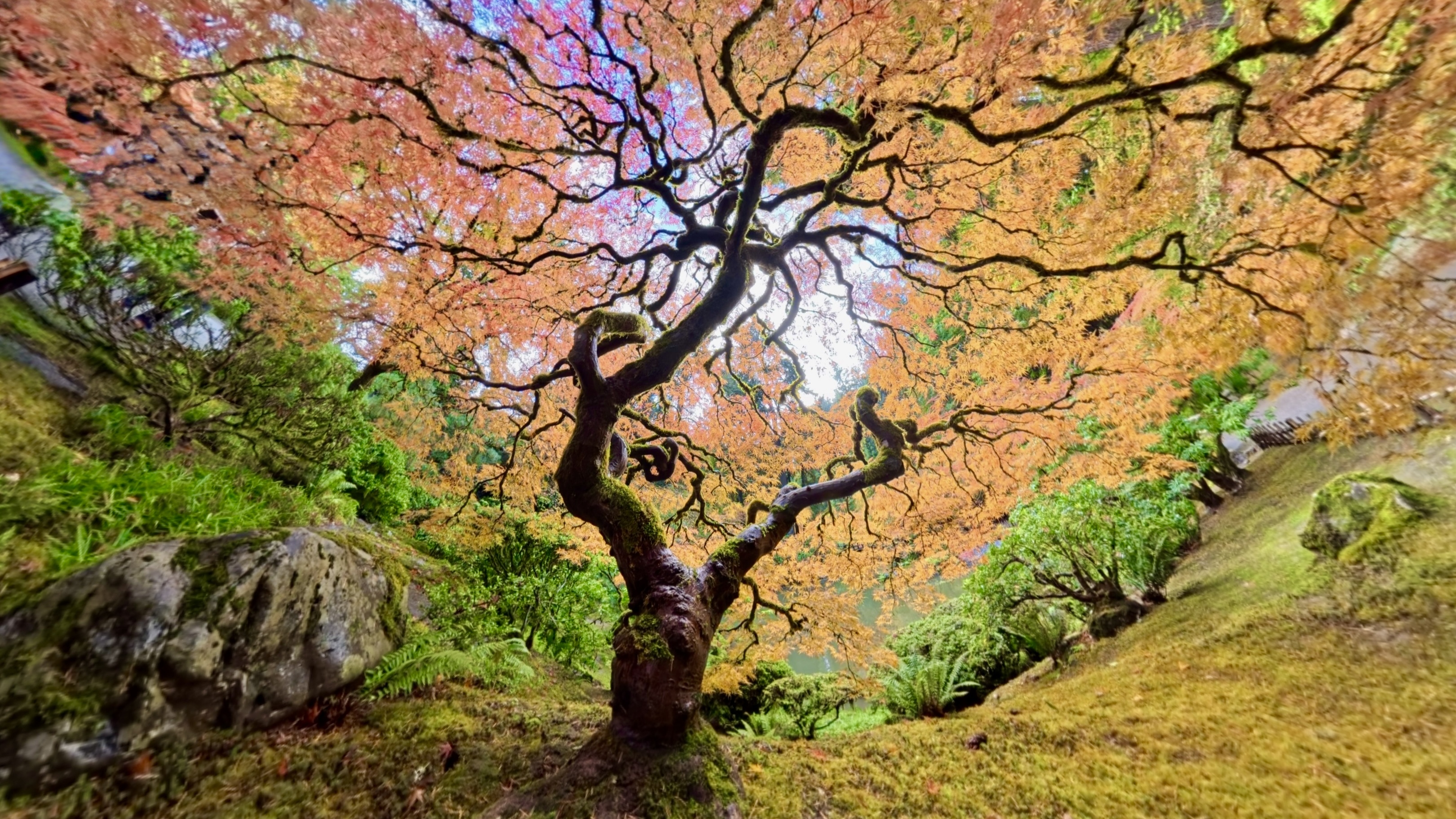 Portland Japanese Garden announces 2025 peak fall foliage – KOIN.com