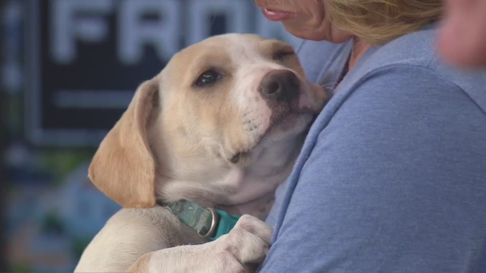 Spring pet adoption event happening in Oceanside this weekend – FOX 5 ...