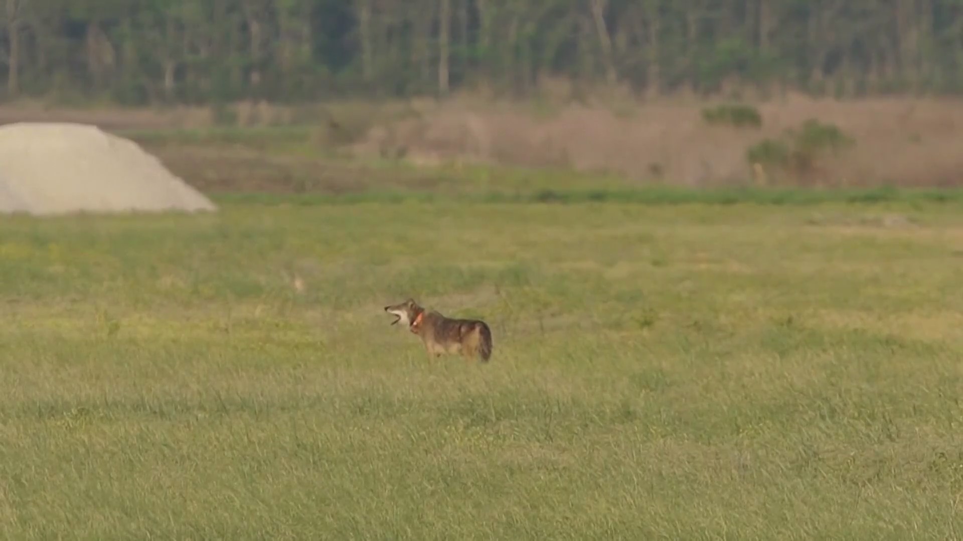 Red wolf recovery program focuses on ecosystem restoration – WNCT