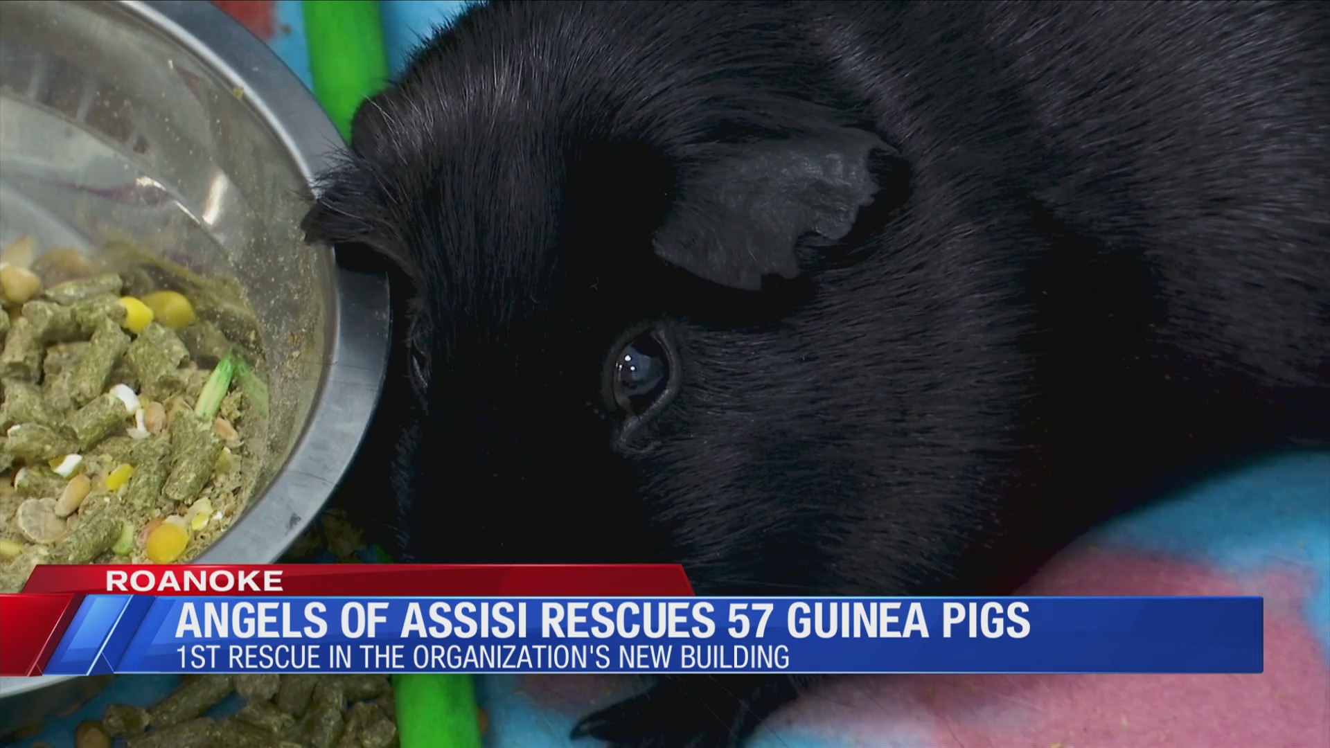 Working Guinea Pig Splits Reference: Angels Of Assisi Rescues 57 Guinea Pigs Working To Find