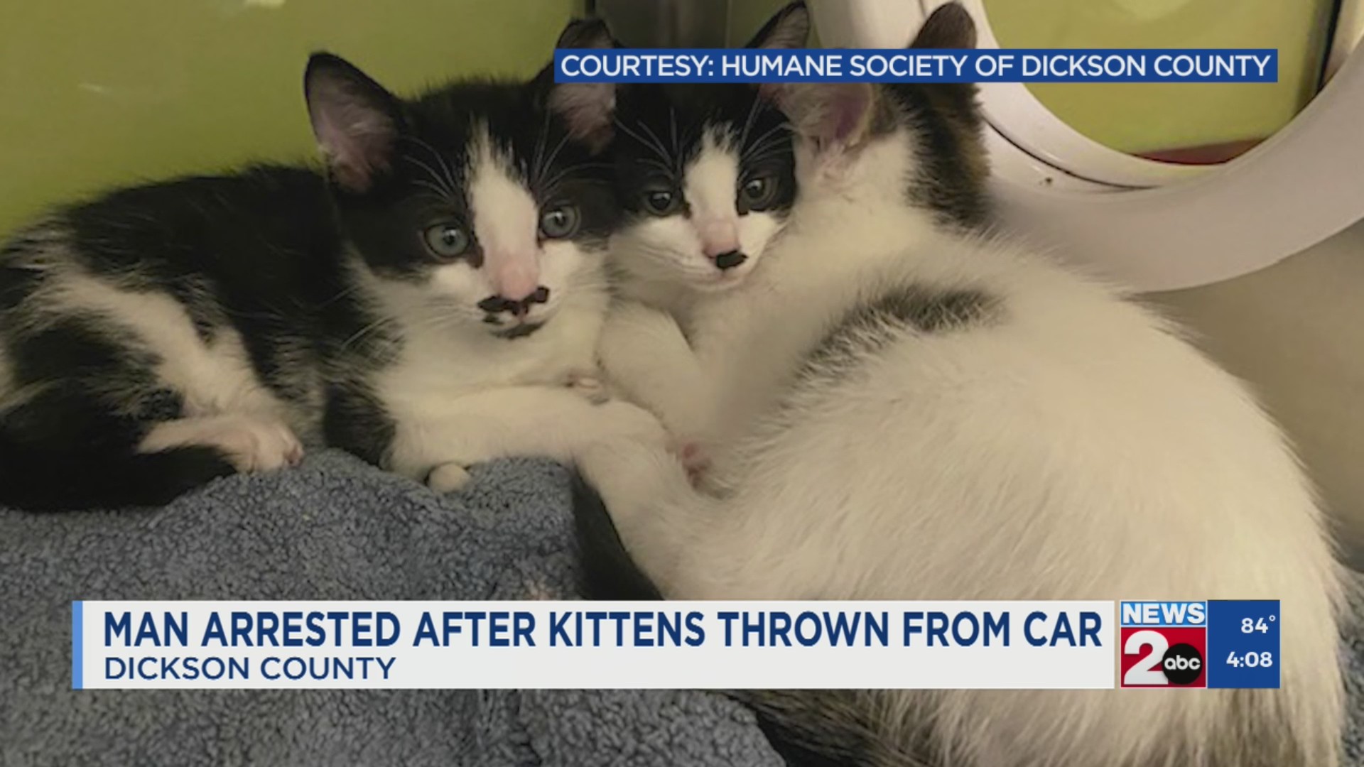 Man arrested after kittens thrown from car in Dickson County – WKRN News 2