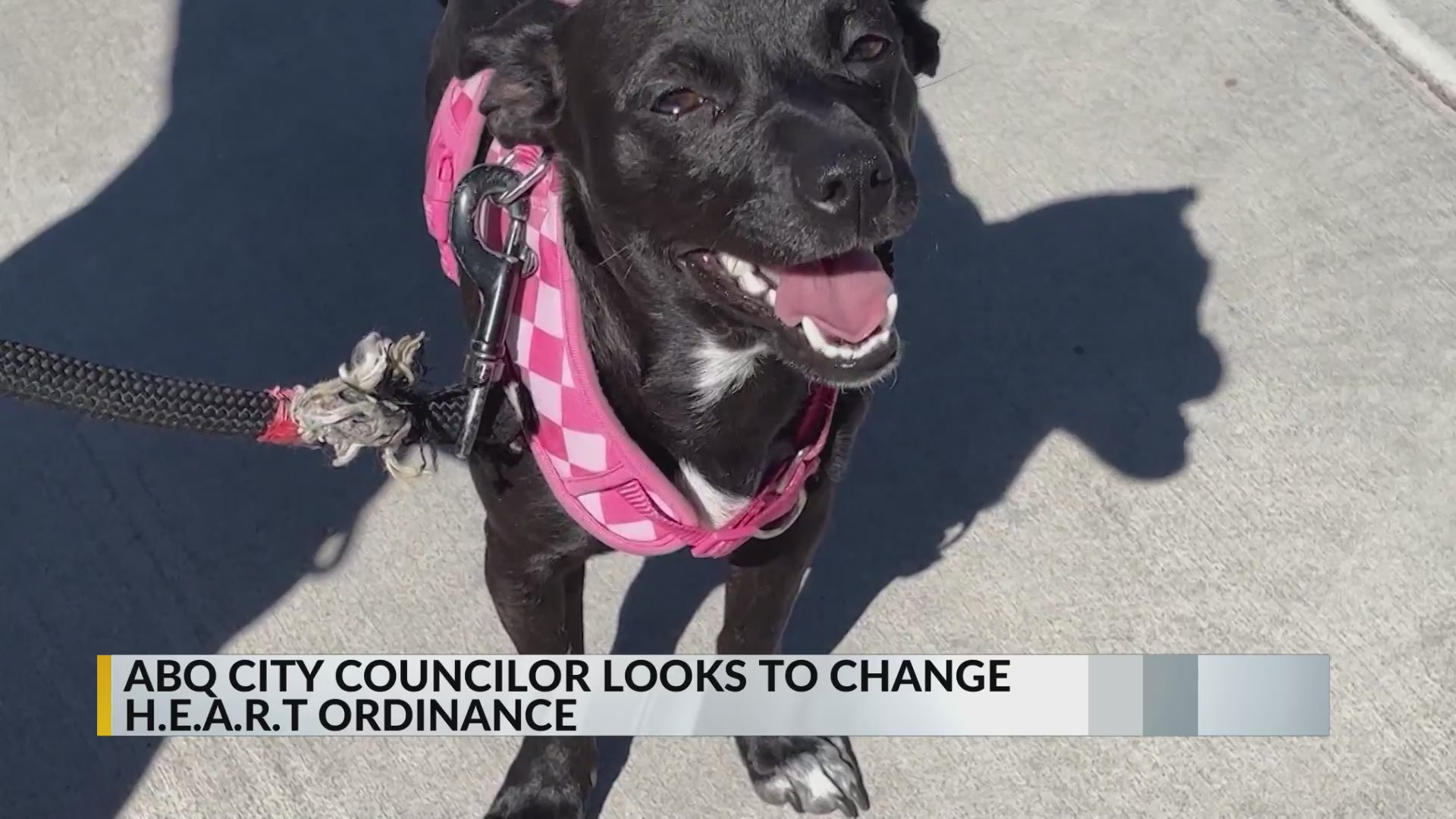 Albuquerque City Council tackles amendment to HEART Ordinance Monday ...