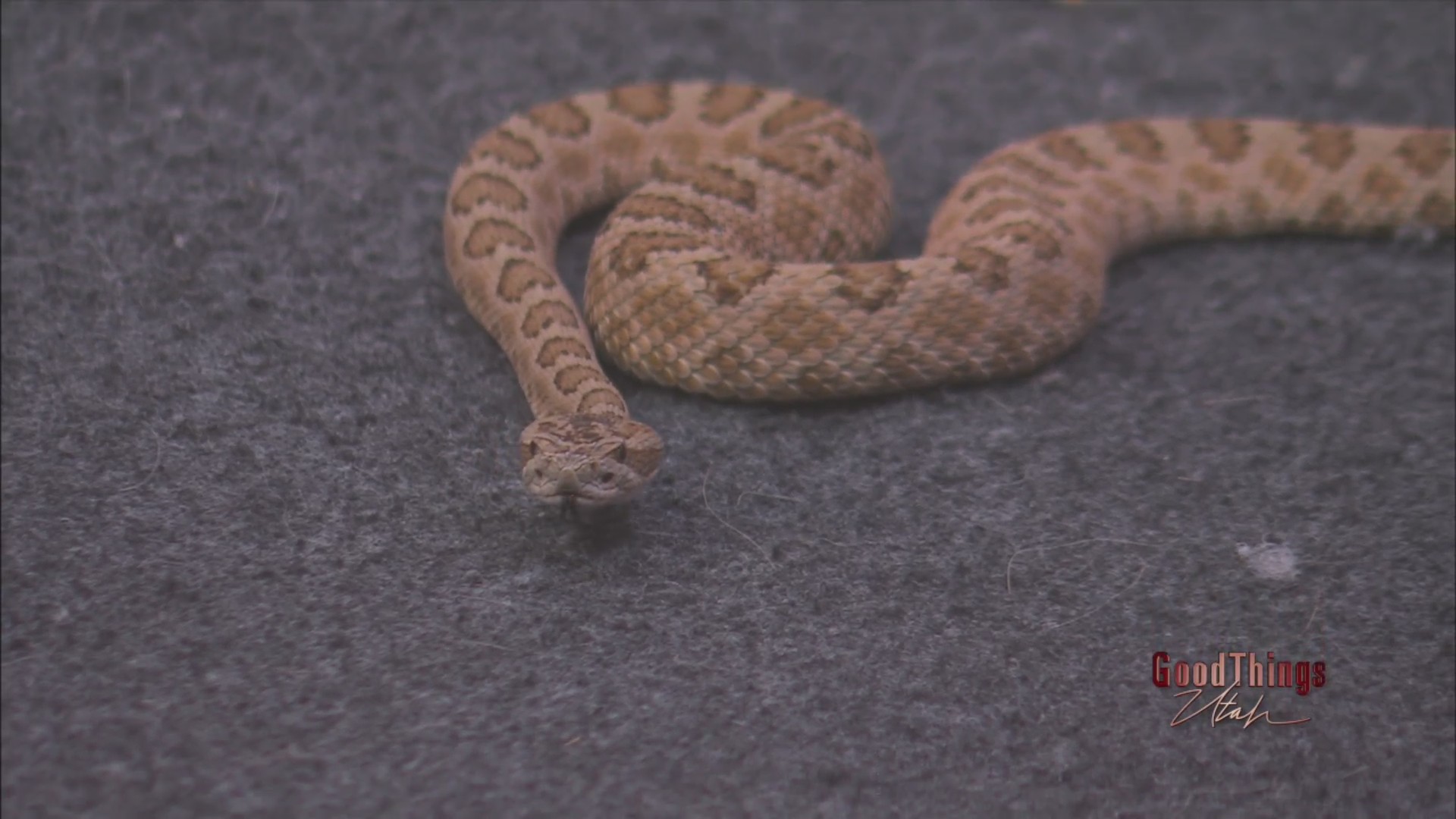 Rattlesnakes – ABC4 Utah