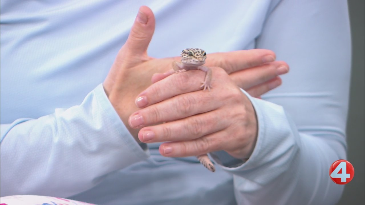 SPCA Monday: Leroy the leopard gecko up for adoption after rescue from ...