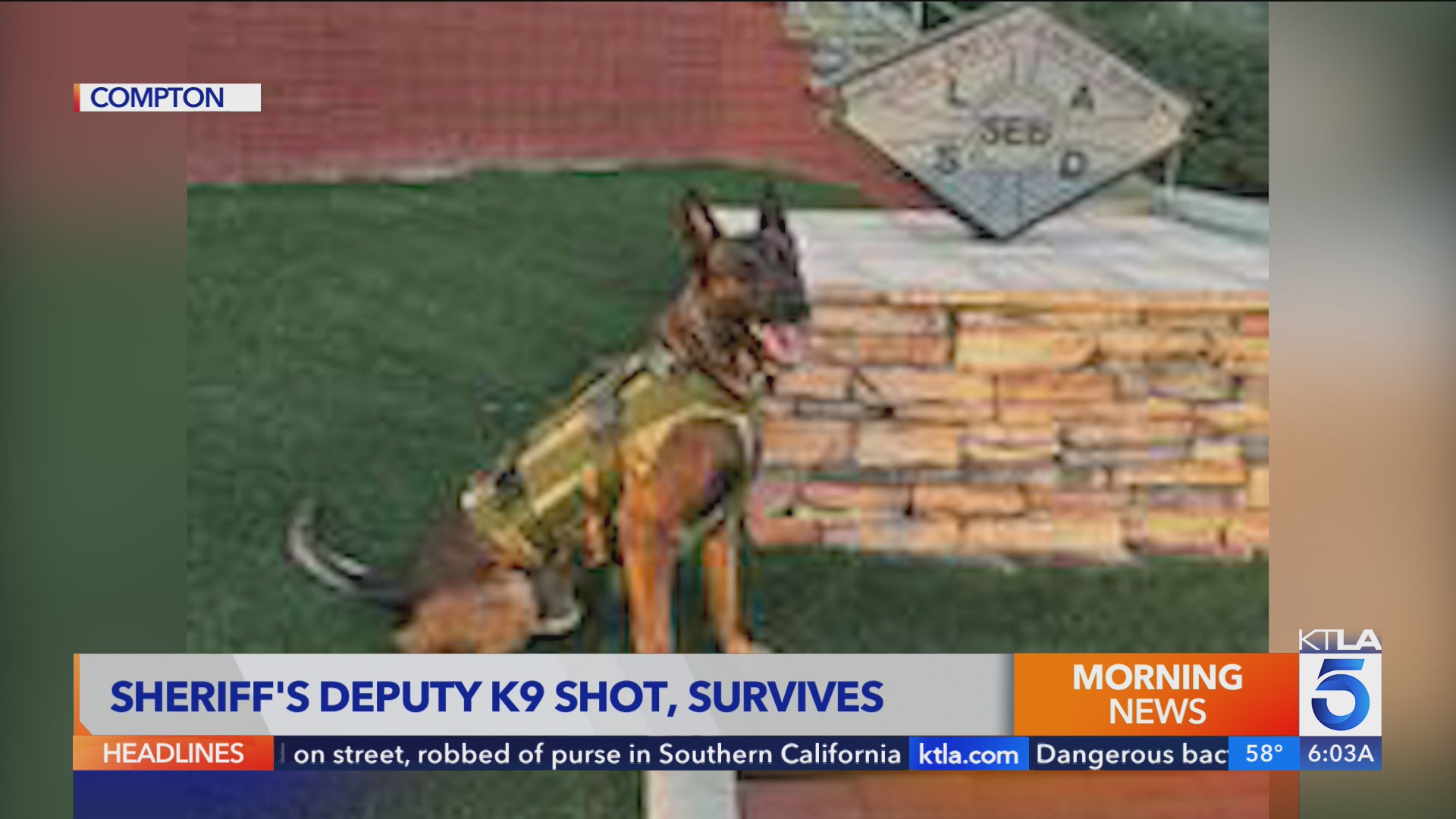 Los Angeles K-9 deputy survives being shot during search for suspect in ...