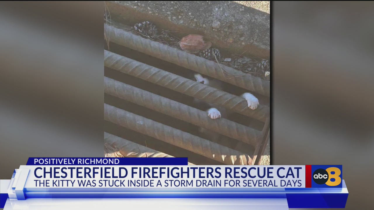 Chesterfield firefighters save cat stuck in storm drain – WRIC ABC 8News