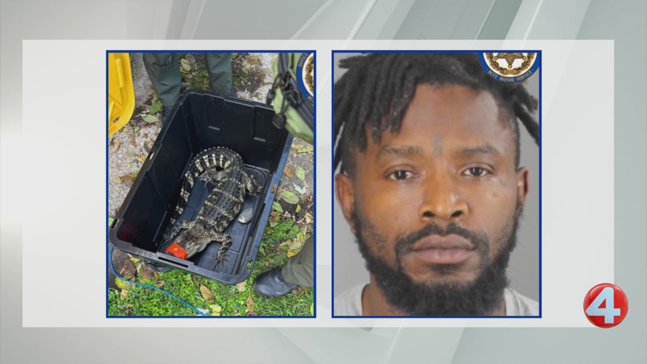 Alligator seized in Buffalo during drug trafficking investigation ...