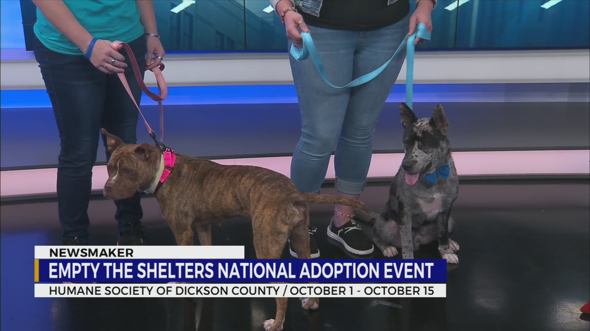 Newsmaker: ‘Empty the Shelters’ national adoption event – WKRN News 2