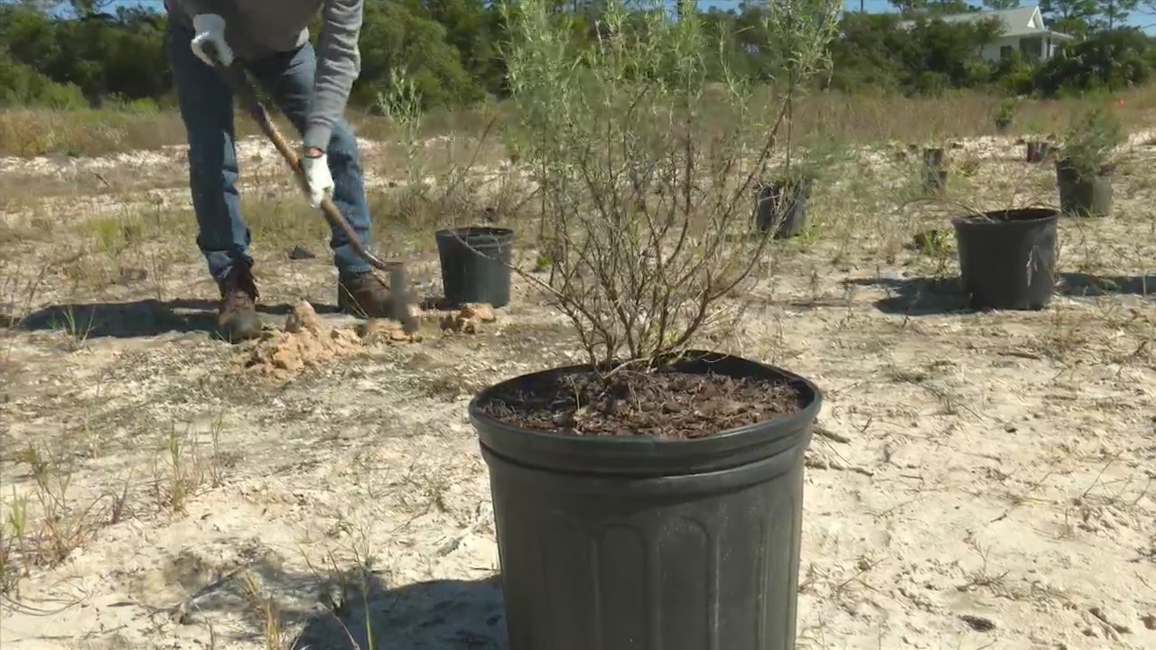 Volunteers bring back native plants to Salinas Park
