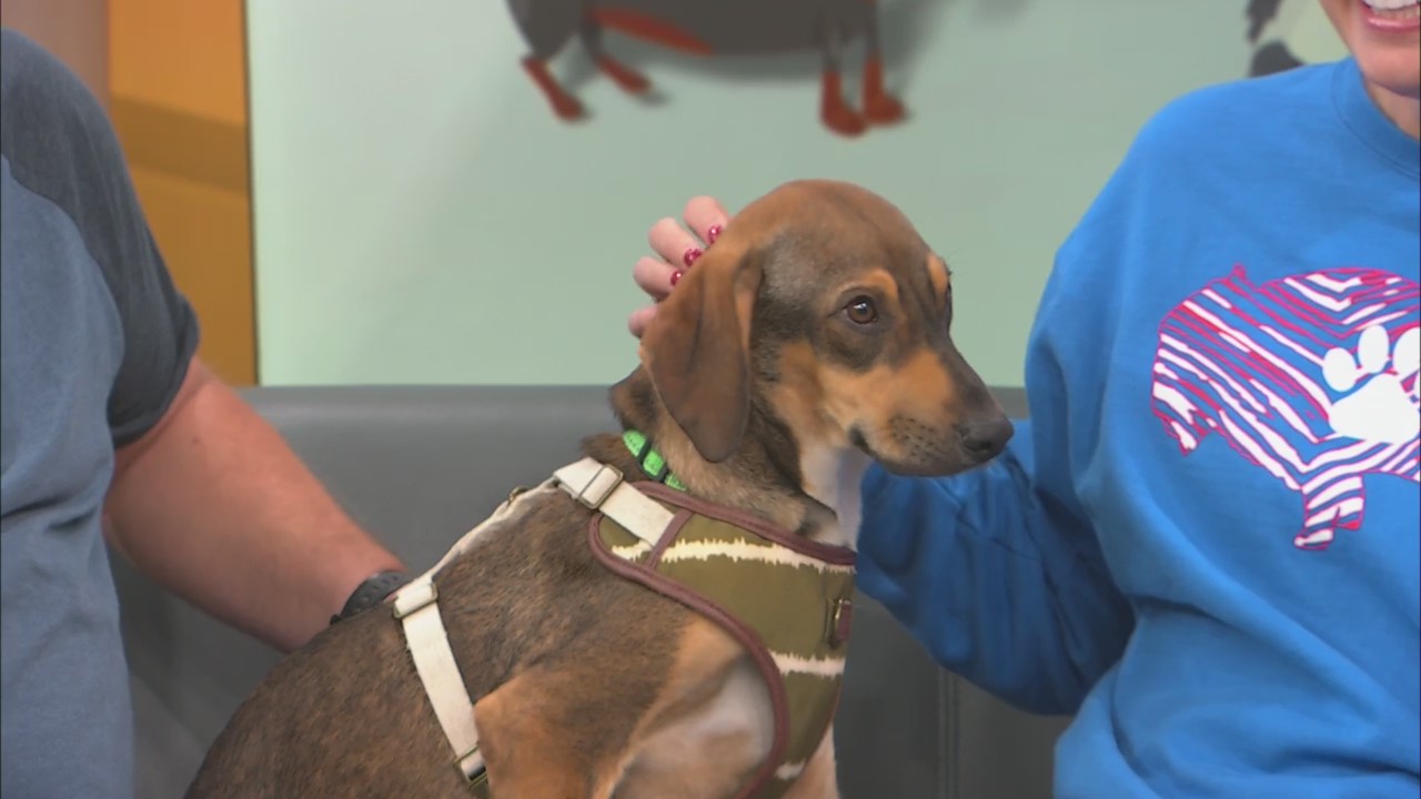 Wake Up Wags 8monthold Butler is looking for his forever home News