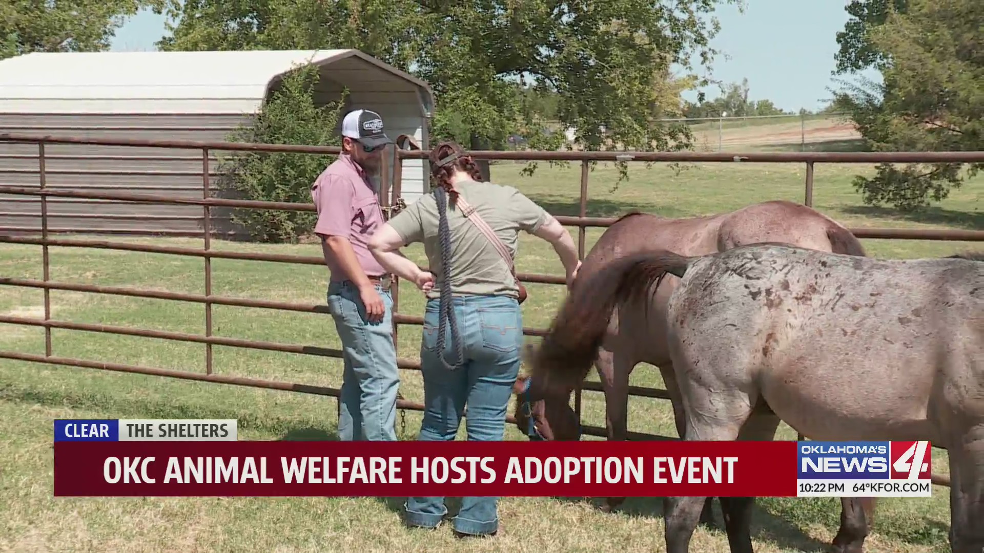 Oklahoma Rescue Clear the Shelters adoption event featuring horses, dogs, and cats ...