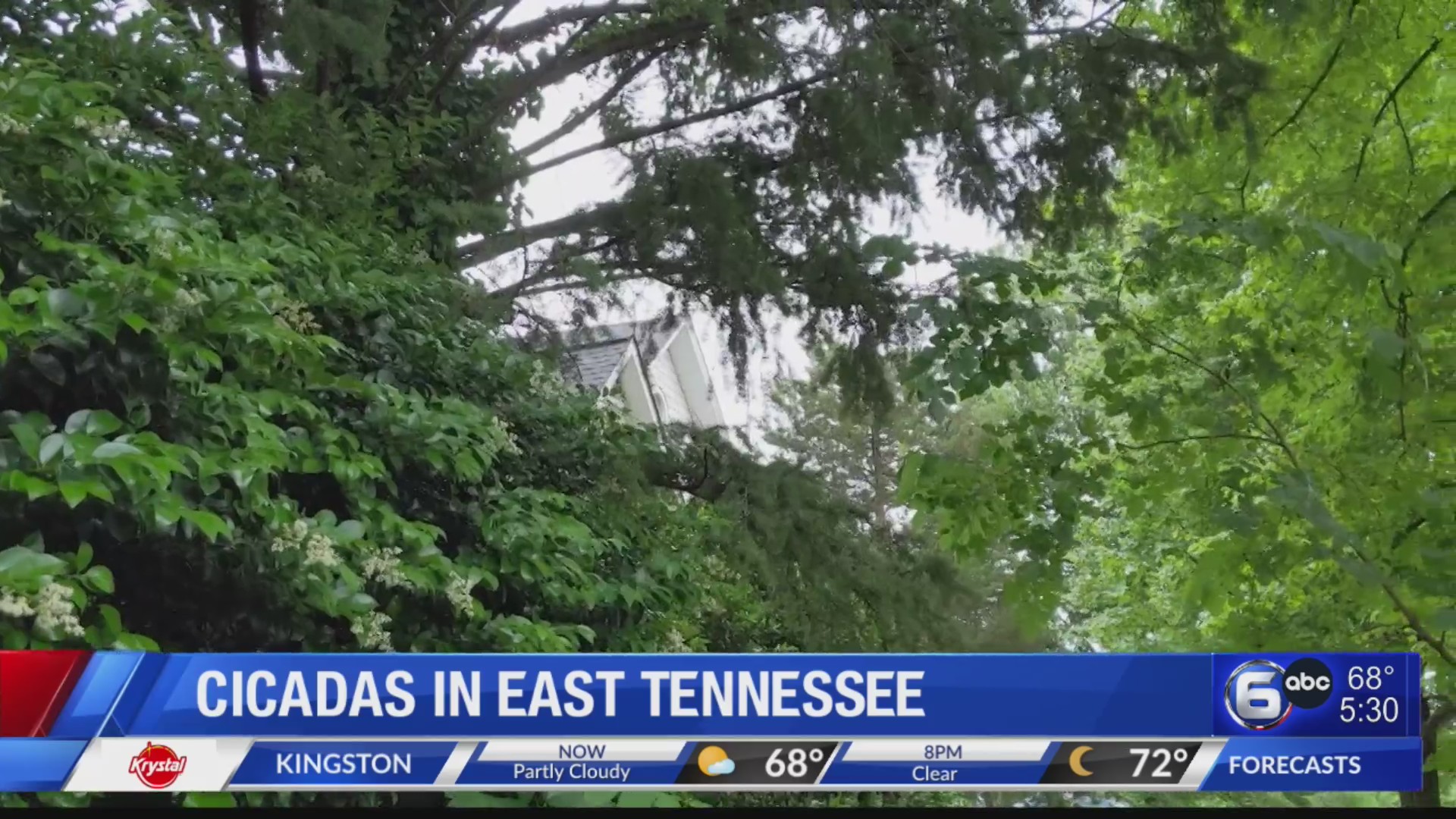 Cicadas in East Tennessee – WATE 6 On Your Side