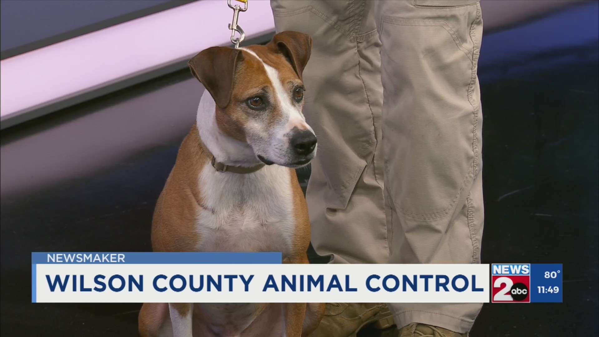 Newsmaker: Wilson County Animal Control – WKRN News 2