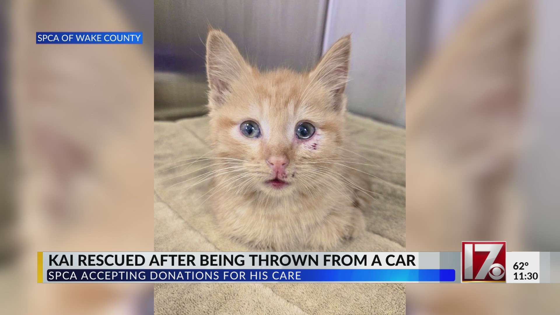 Kitten rescued after being thrown from car in Wake County – CBS17.com