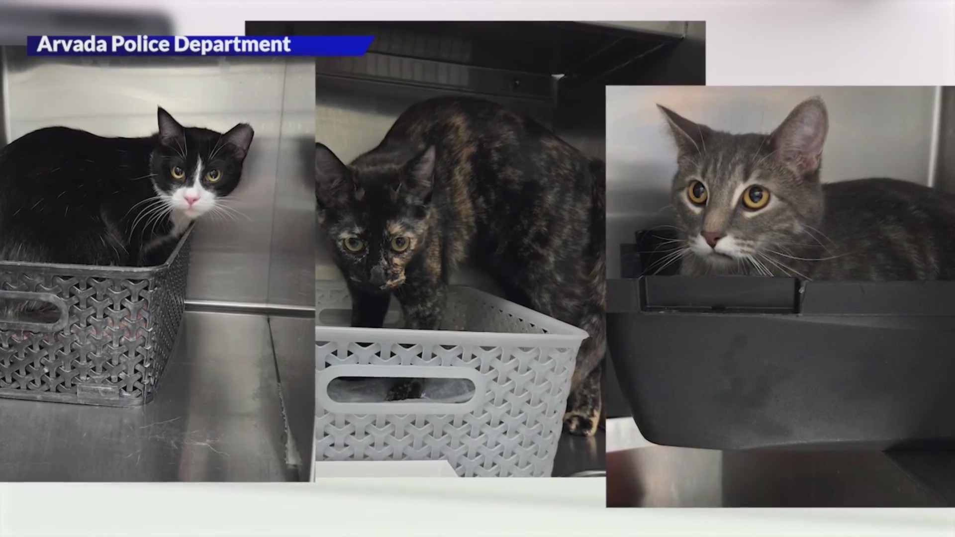 Arvada man arrested in animal cruelty case, several pets seized – FOX31 ...