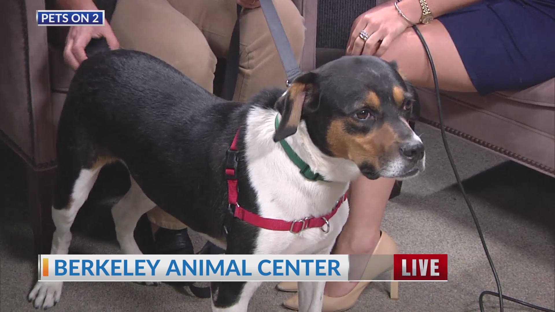 Pets on 2: Ronald – Berkeley Animal Center – WCBD News 2