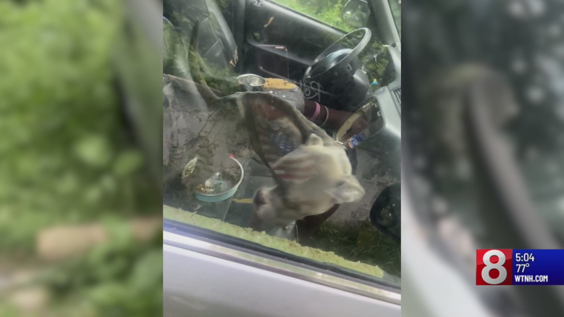 Waterbury woman faces animal cruelty charges after dogs left in ...