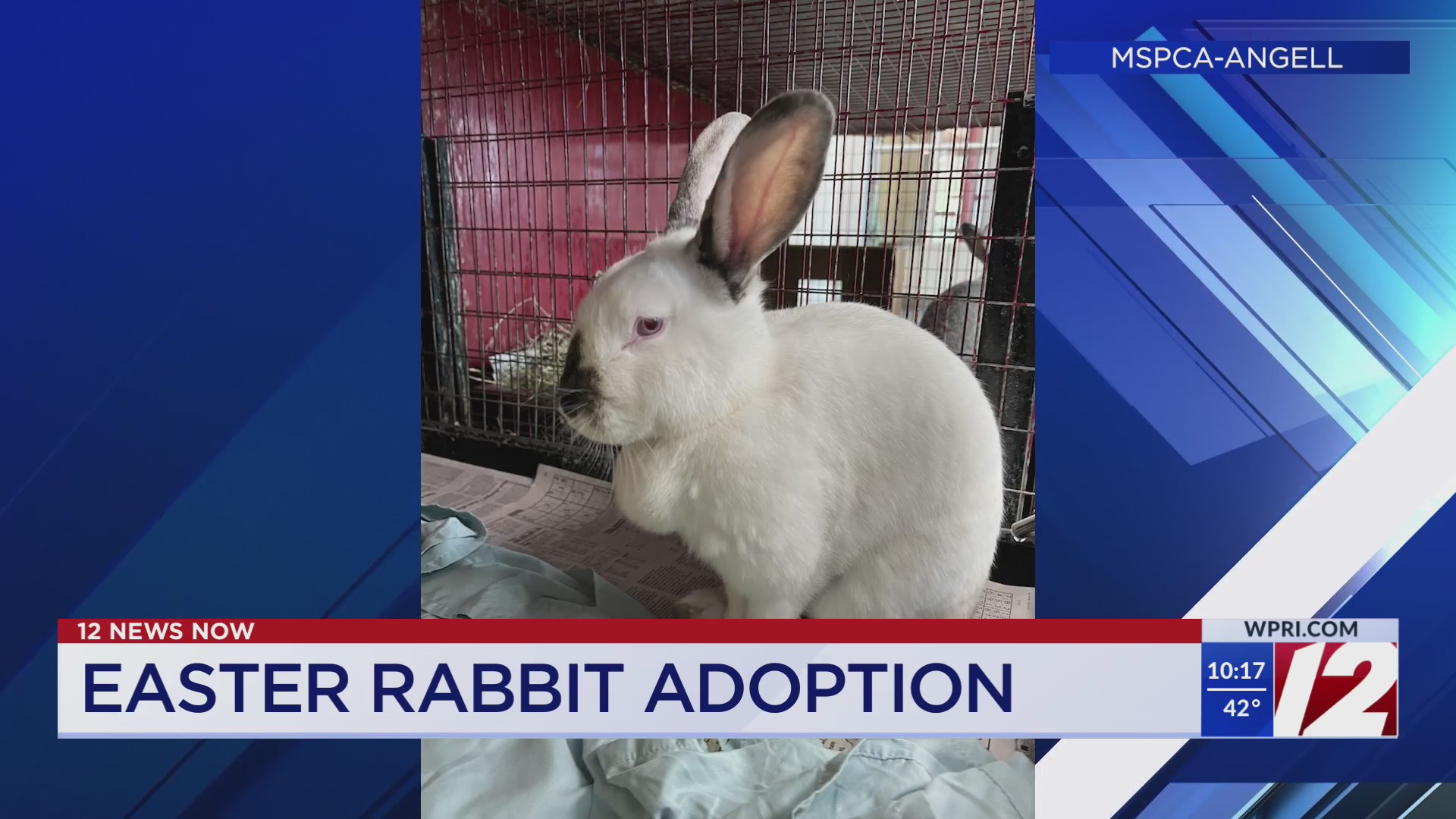 44 rabbits rescued from Bristol County up for adoption – WPRI.com