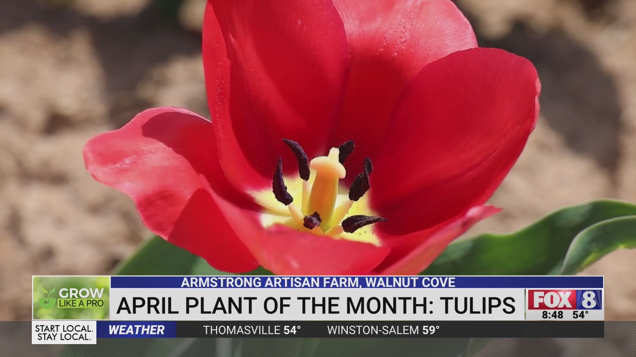 Tulips are April’s plant of the month – FOX8 WGHP