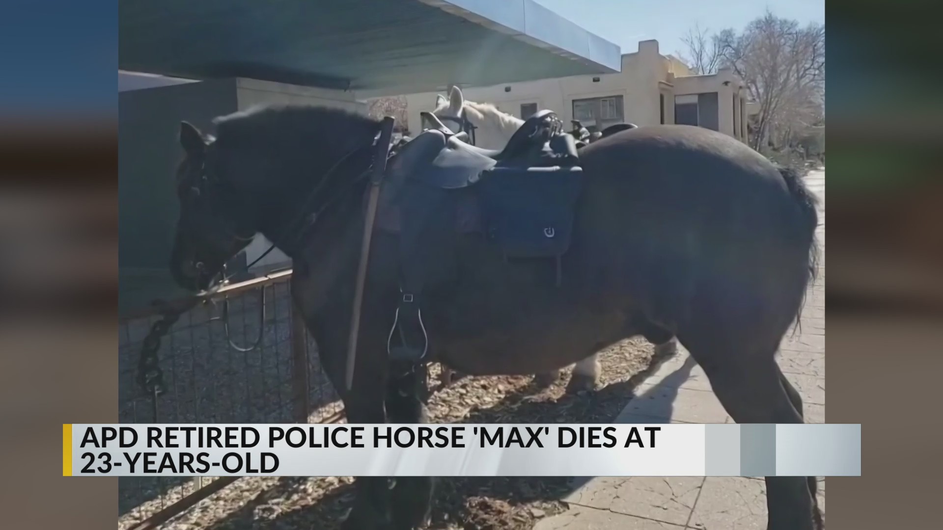 APD retired police horse ‘Max’ dies at 23-years-old – KRQE NEWS 13 ...
