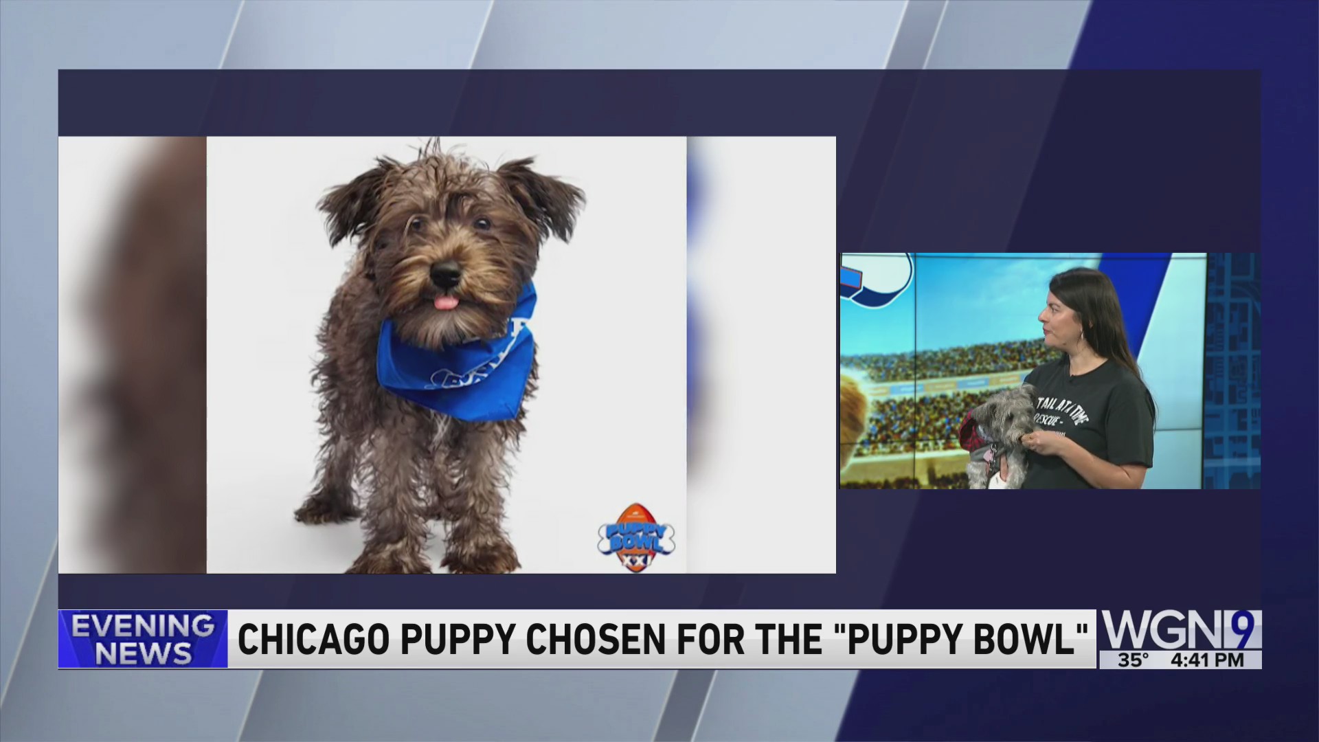 Chicago puppy chosen for the “Puppy Bowl” WGNTV