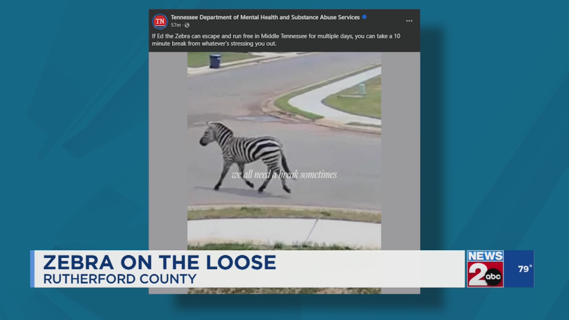 Zebra still on the loose in Rutherford County, TN – WKRN News 2