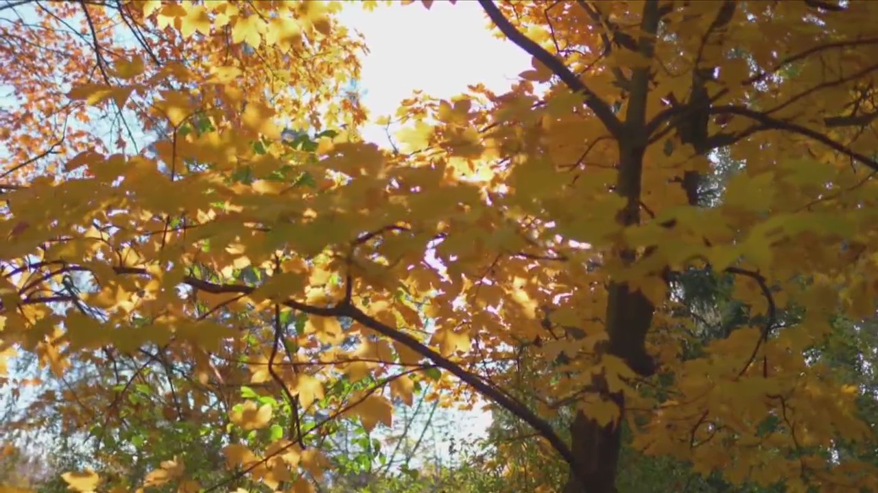 QCA oak trees suffering in drought conditions, susceptible to pests