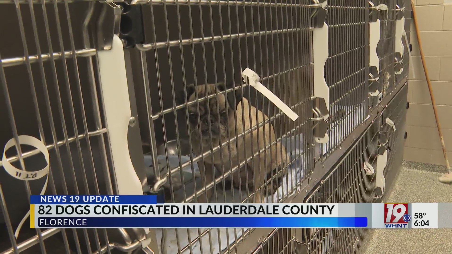 Lauderdale County Animal Services Speaking Out After Saving 82 Dogs ...