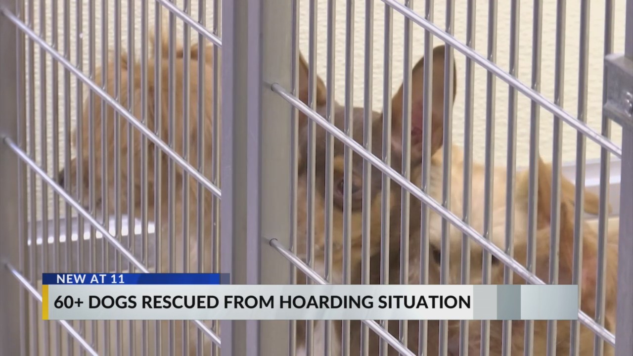 60-plus dogs rescued from Dillion County hoarding situation; group asks ...