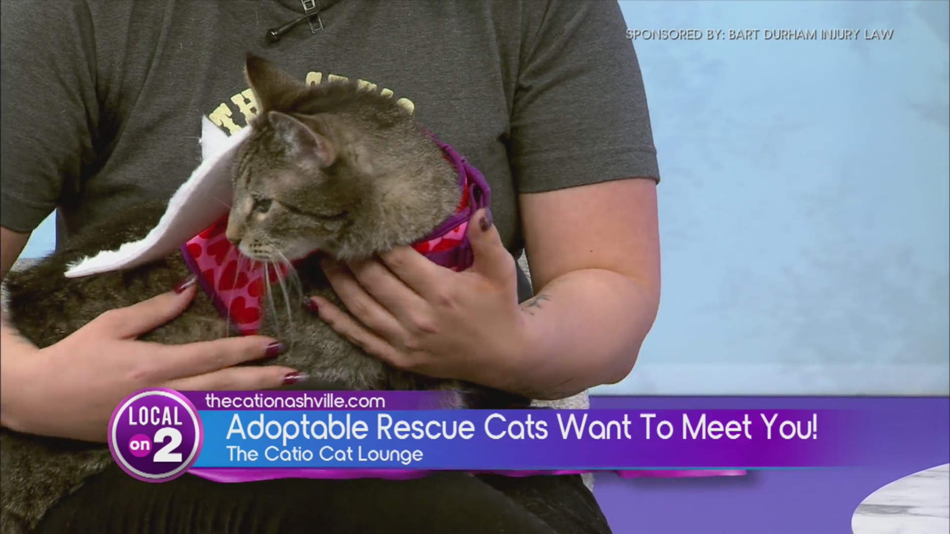 Bart Durham’s Big Giveback: Catio Cat Lounge – WKRN News 2