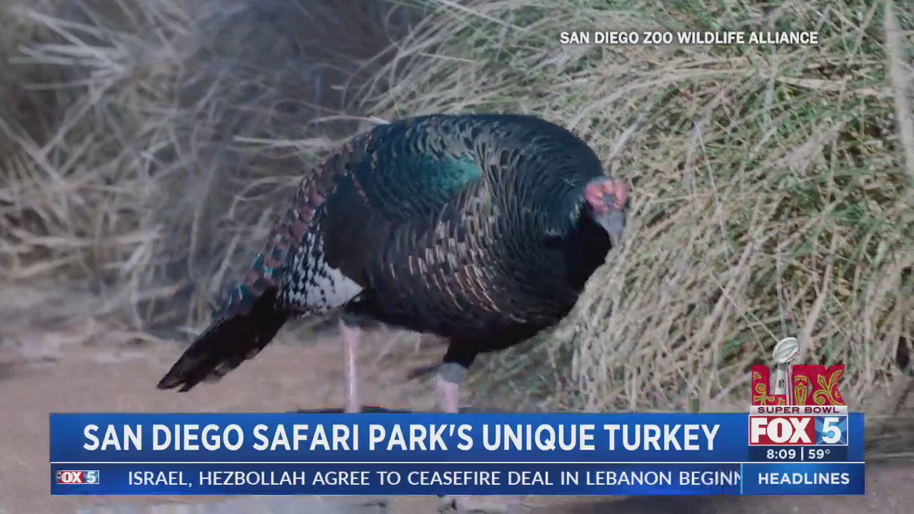 San Diego Safari Park showcases unique turkey – FOX 5 San Diego & KUSI News