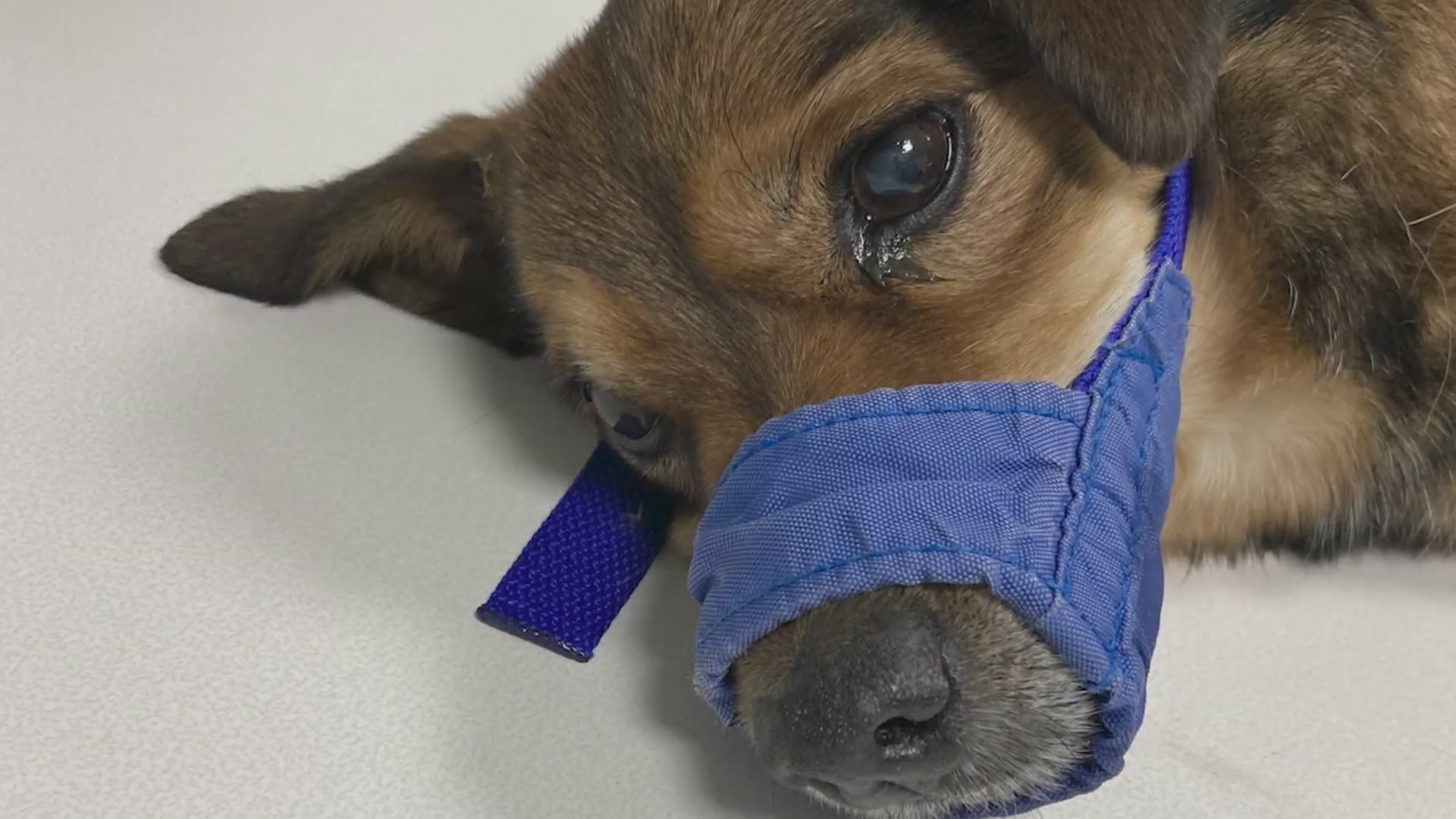 ‘Sickening’: Commerce City police search for person who threw dog out ...