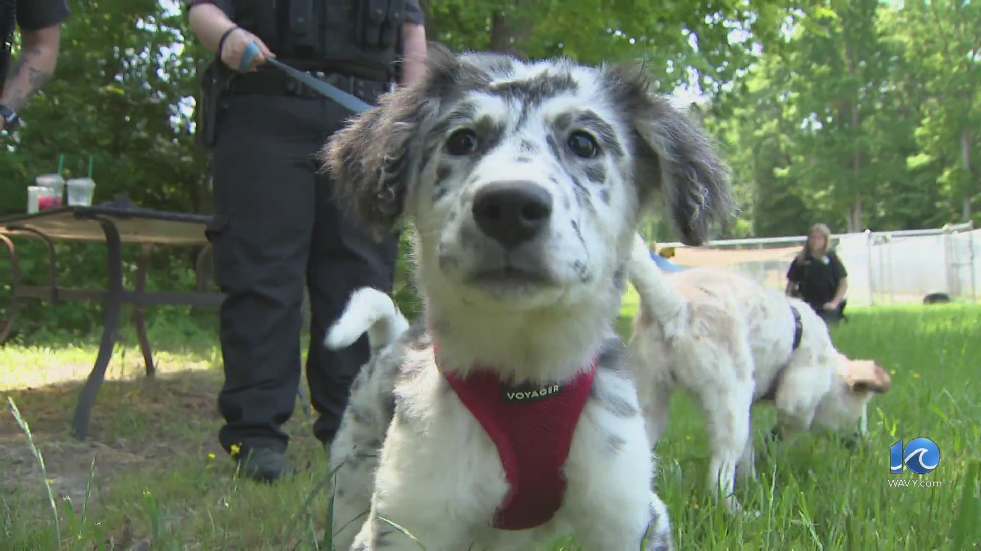 Deemed unsafe, 87 animals seized in Gloucester Co. – WAVY.com