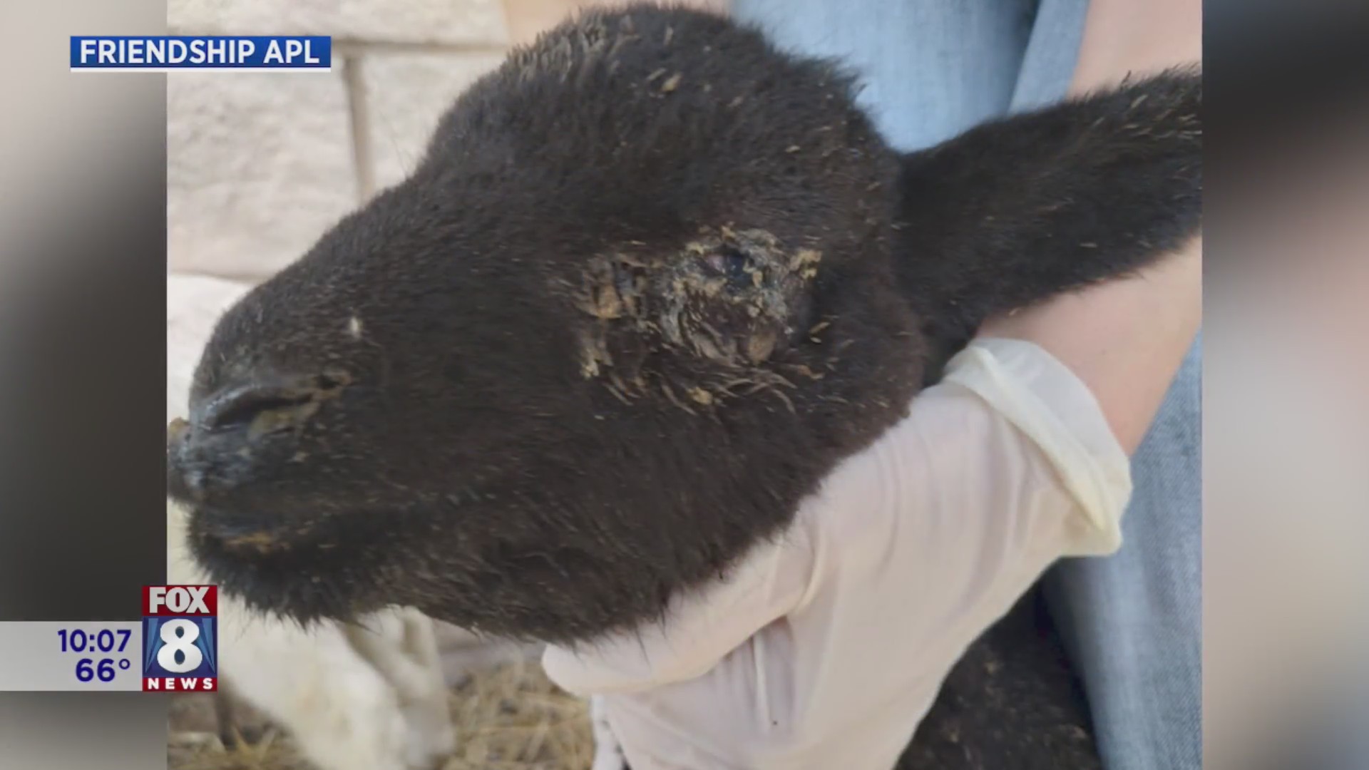 More than 200 farm animals seized, others found dead on local property ...
