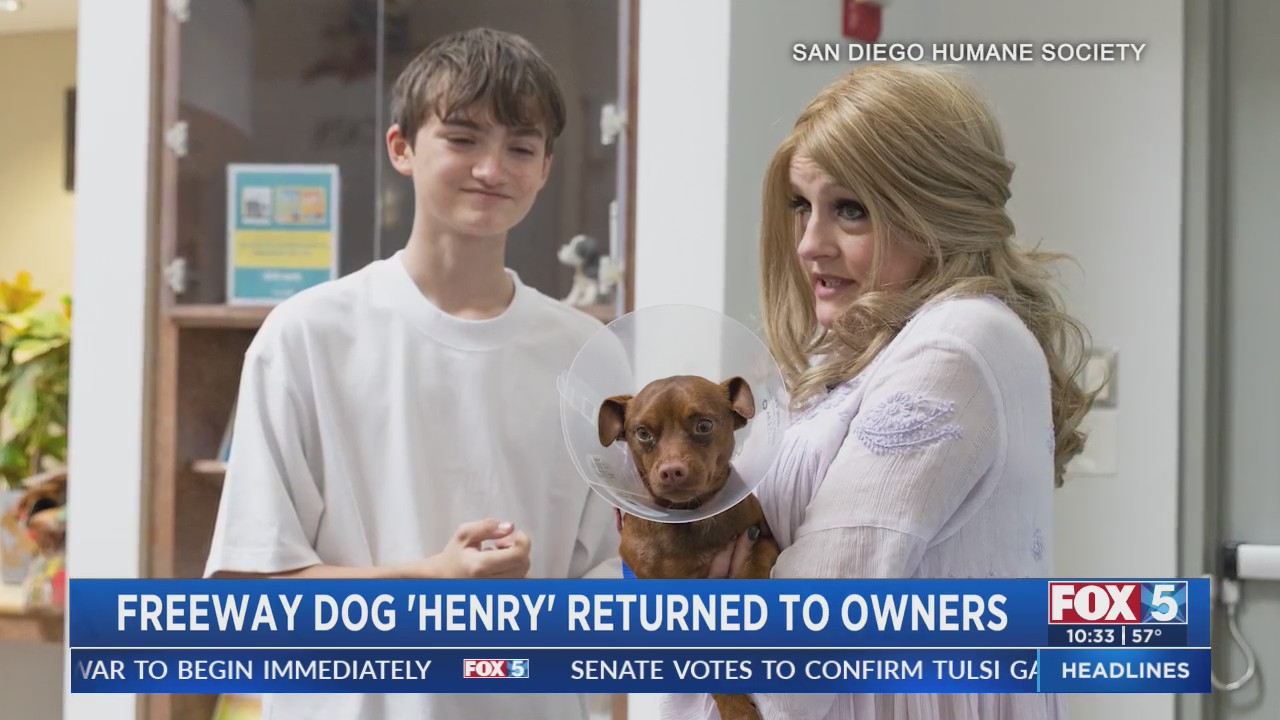 Dog who ran across I-5 reunited with owner – FOX 5 San Diego & KUSI News