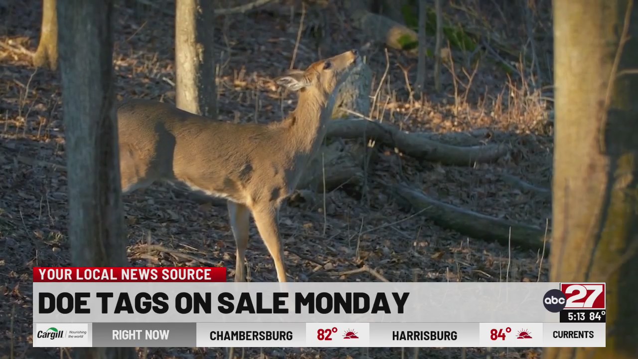 How Much Is A Doe Tag In Michigan